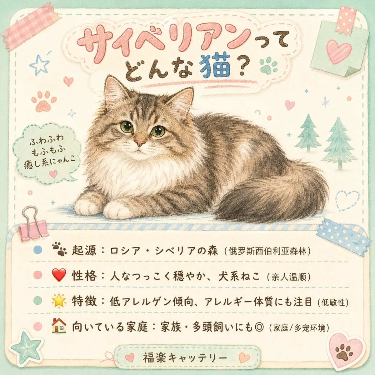 ブリティッシュショートヘアの特徴と飼い方